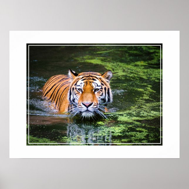 Affiche Poster-Tiger (Devant)