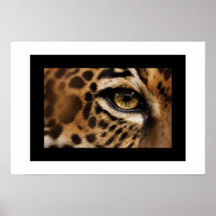 Affiche Poster-Wild Cat