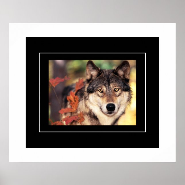 Affiche Poster-Wolf (Devant)
