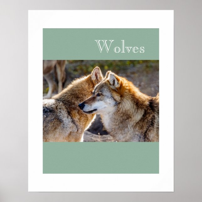 Affiche Poster-Wolves (Devant)