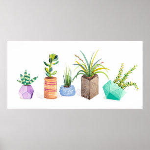 Affiche Pot de succulents