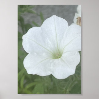 Affiche Pot gris ou blanc floral Poter