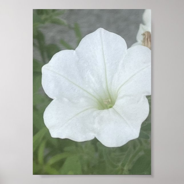 Affiche Pot gris ou blanc floral Poter (Devant)