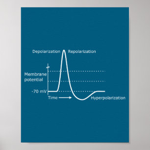 Affiche Potentiel d'action Neuroscience Neurotransmetteur