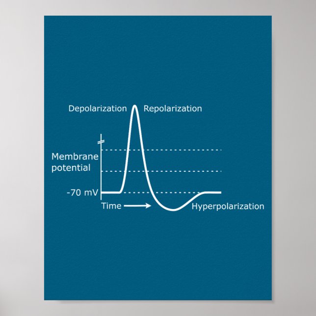 Affiche Potentiel d'action Neuroscience Neurotransmetteur  (Devant)