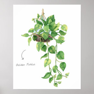 Affiche Pothos d'or