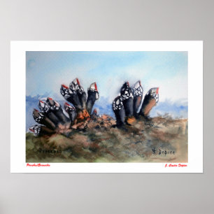 Affiche Pouces-pied/Barnacles