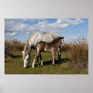 Affiche Poulain Camargue avec sa mère