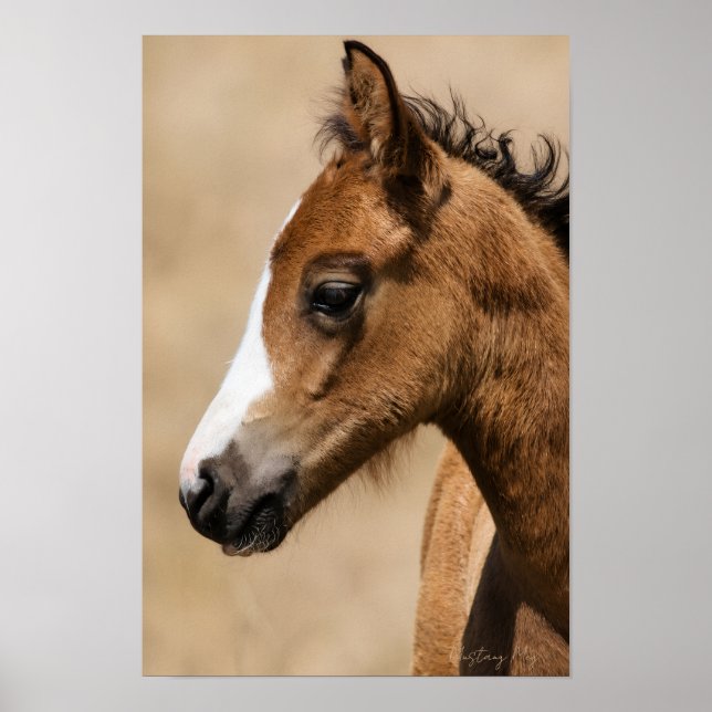 Affiche Poulain Mustang sauvage - Apollon  (Devant)