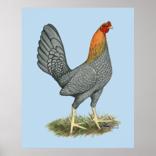 Affiche Poule de Combat Bleu Rouge