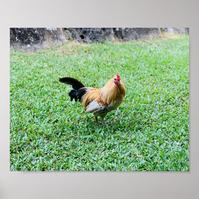 Affiche poule hawaii photo (Devant)