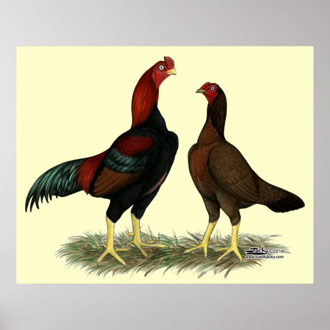 Affiche Poules Aseel Black Red (Devant)