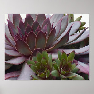 Affiche Poules et poules