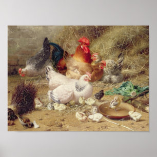 Affiche Poules nichant avec leurs poulets