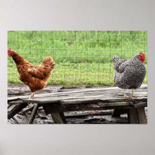 Affiche Poules Rhode Island Red et Plymouth Rock