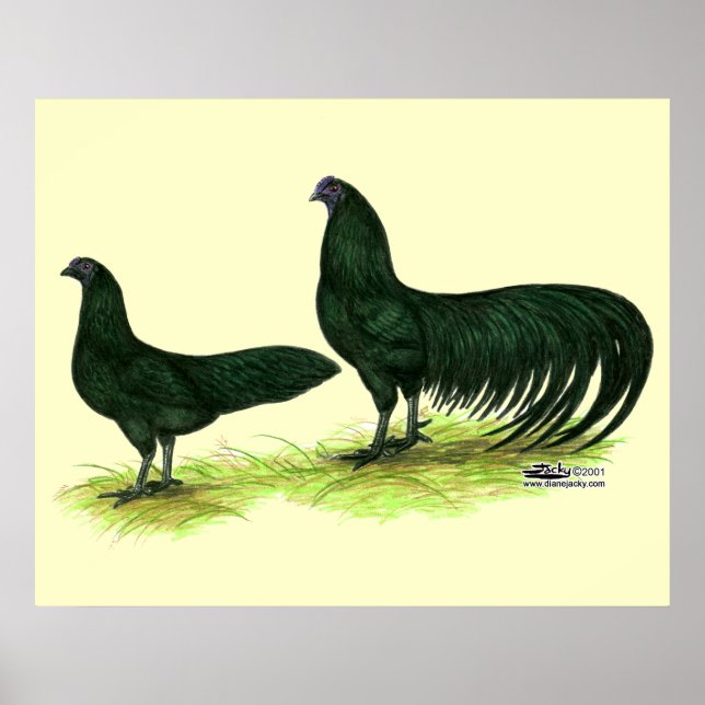 Affiche Poules Sumatra noires (Devant)