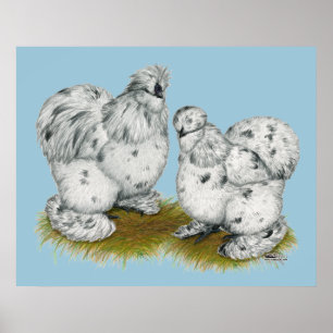 Affiche Poulet à éclaboussures de Silkie Bantam