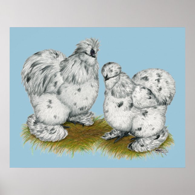 Affiche Poulet à éclaboussures de Silkie Bantam (Devant)