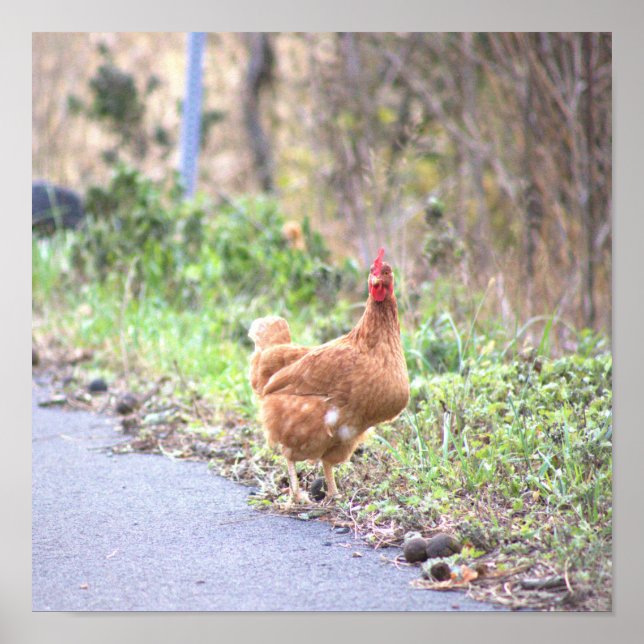 Affiche Poulet au Bord de la Route (Devant)