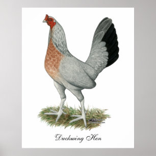 Affiche Poulet de jeu Silver Duckwing