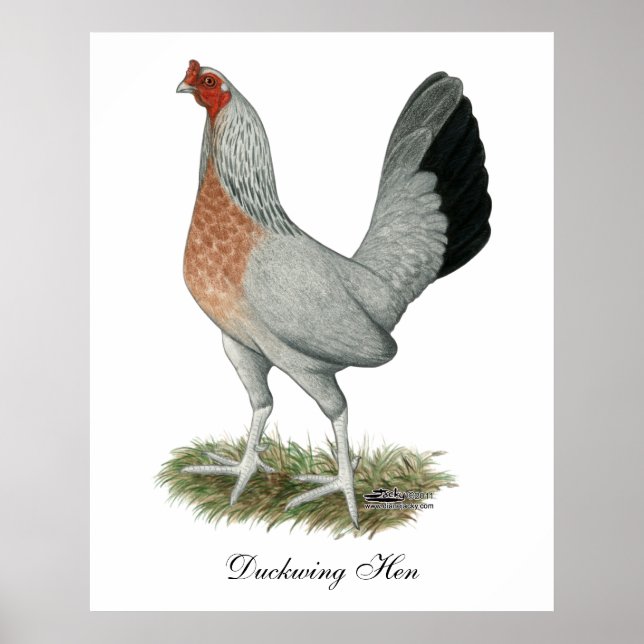 Affiche Poulet de jeu Silver Duckwing (Devant)