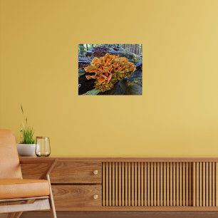 Affiche Poulet orange du champignon des bois