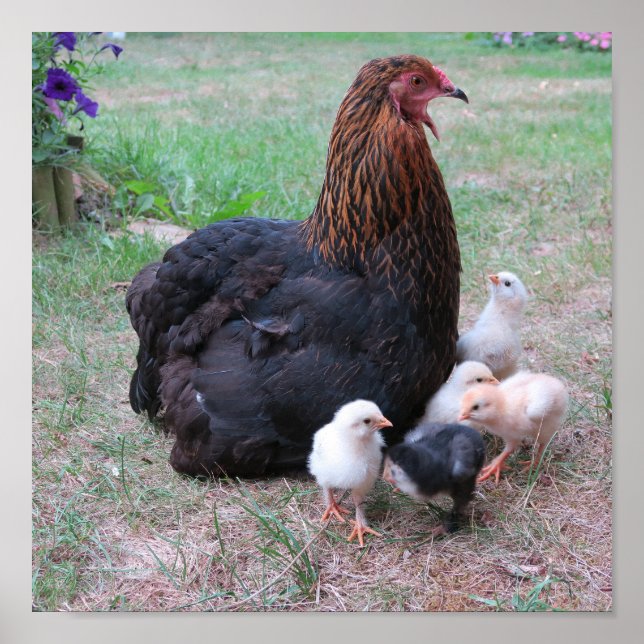 Affiche poulet, poussins, poulets, poussins, animal, oisea (Devant)
