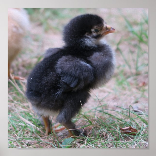 Affiche poulet, poussins, poulets, poussins, animal, oisea (Devant)