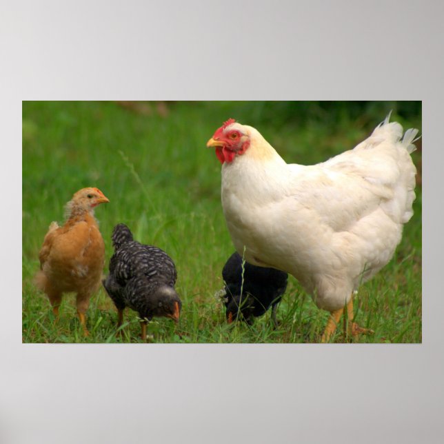 Affiche Poulets (Devant)