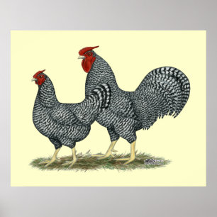 Affiche Poulets de Dominique