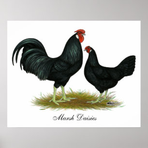 Affiche Poulets de marguerite de marais