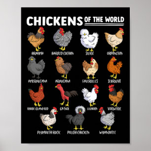 Affiche Poulets Du Monde Éducation Amoureuse Des Animaux D