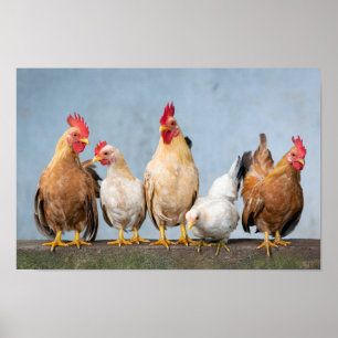 Affiche Poulets et coqs sur un mur
