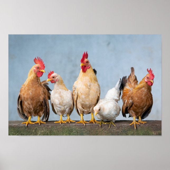 Affiche Poulets et coqs sur un mur (Devant)