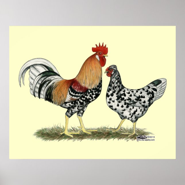 Affiche Poulets islandais (Devant)