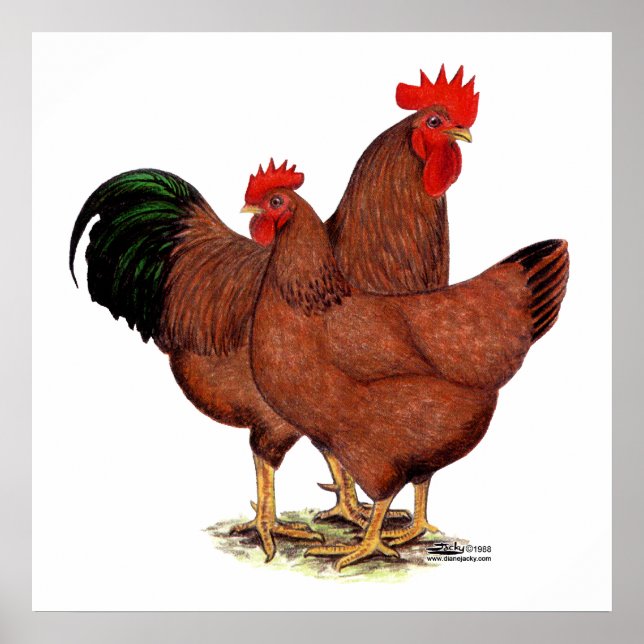 Affiche Poulets rouges de production (Devant)