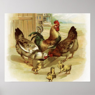 Affiche Poulets vintages de ferme d'art