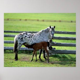 Affiche Pouliche Appaloosa et poulain