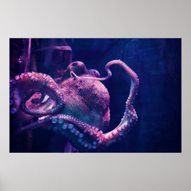 Affiche poulpe (Devant)