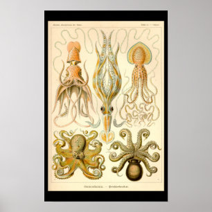 Affiche Poulpe Céphalopode Calmar Nature marine