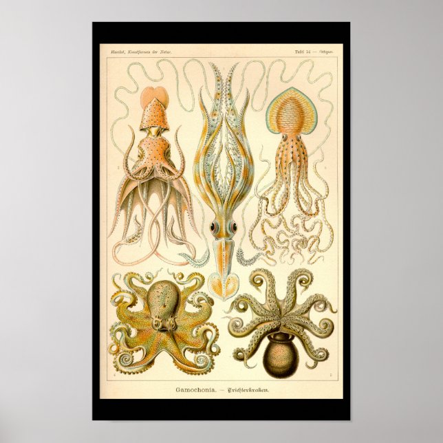 Affiche Poulpe Céphalopode Calmar Nature marine (Devant)