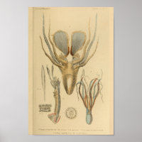 poulpe de calmar Cephalopod Créatures de mer Art I