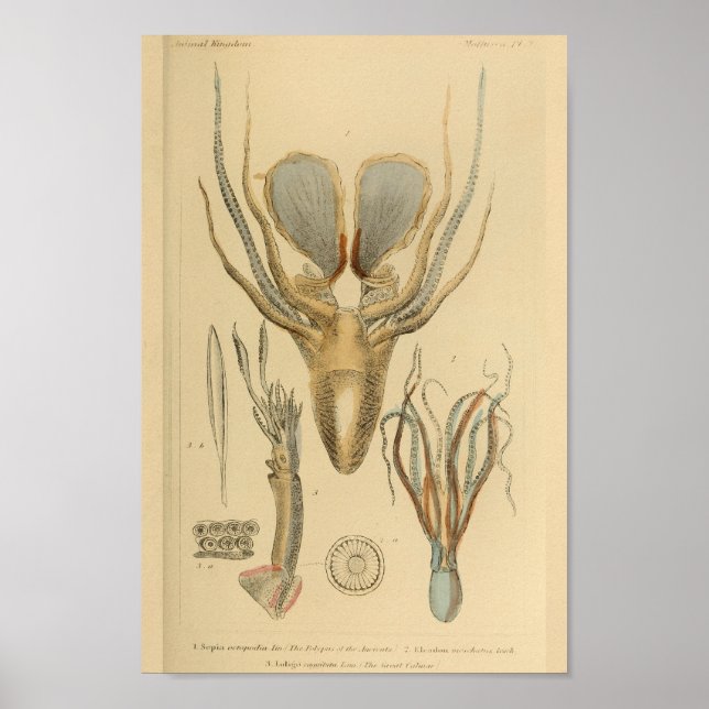 Affiche poulpe de calmar Cephalopod Créatures de mer Art I (Devant)