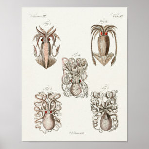 Affiche poulpe de calmar Cephalopod Créatures de mer Art I