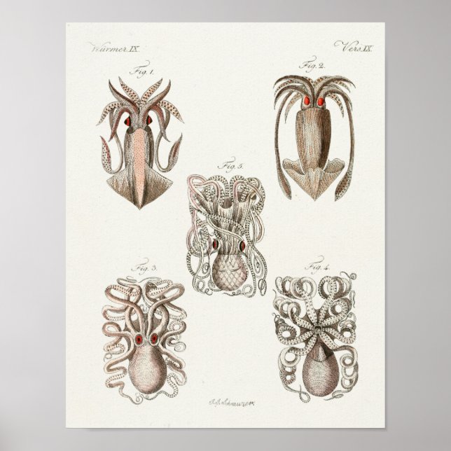 Affiche poulpe de calmar Cephalopod Créatures de mer Art I (Devant)