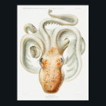 Affiche poulpe de velodona par Carl Chun<br><div class="desc">Image de pieuvre de Velodona de Deutschen Tiefsee-Expedition, German Deep Sea Expedition (1898-1899) par Carl Chun. Bibliothèque du patrimoine de la biodiversité. Image de rawpixel.</div>