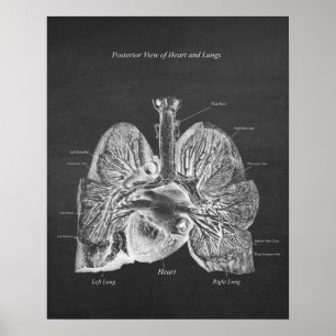 Affiche Poumons Anatomie du coeur Décor Art Décor Vue post