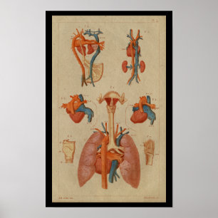 Affiche Poumons cardiaques Anatomie humaine Vintage Imprim