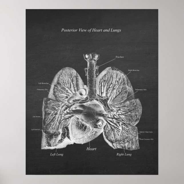 Affiche Poumons Coeur Anatomie Art Décor Vue postérieure (Devant)