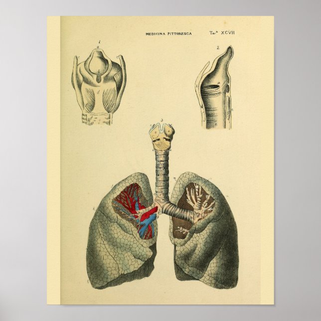 Affiche Poumons humains Trachea Anatomie Art Imprimer (Devant)